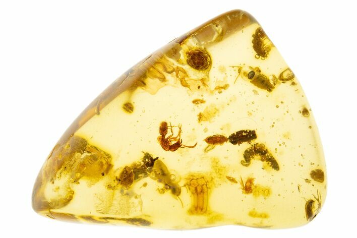 Polished Colombian Copal ( g) - Packed with Insects! #304252